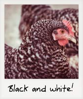 A black and white chicken!
