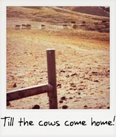 Till the cows come home!