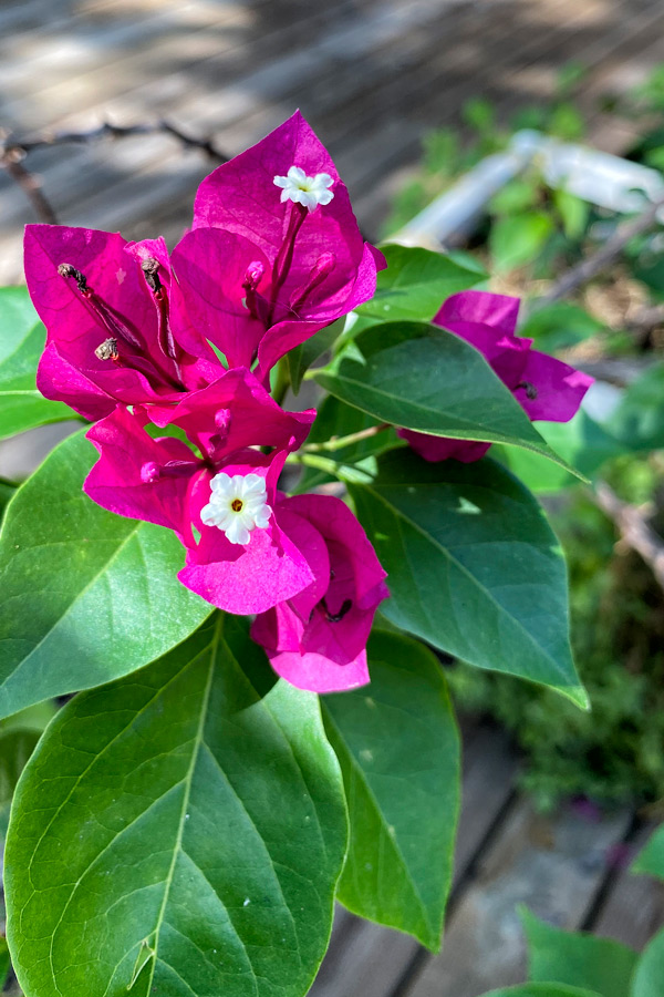 Purple flowers photo