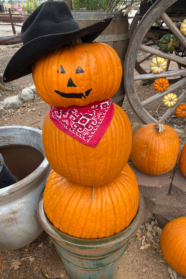 Bandit pumpkin photo