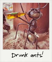 A drunk ant!