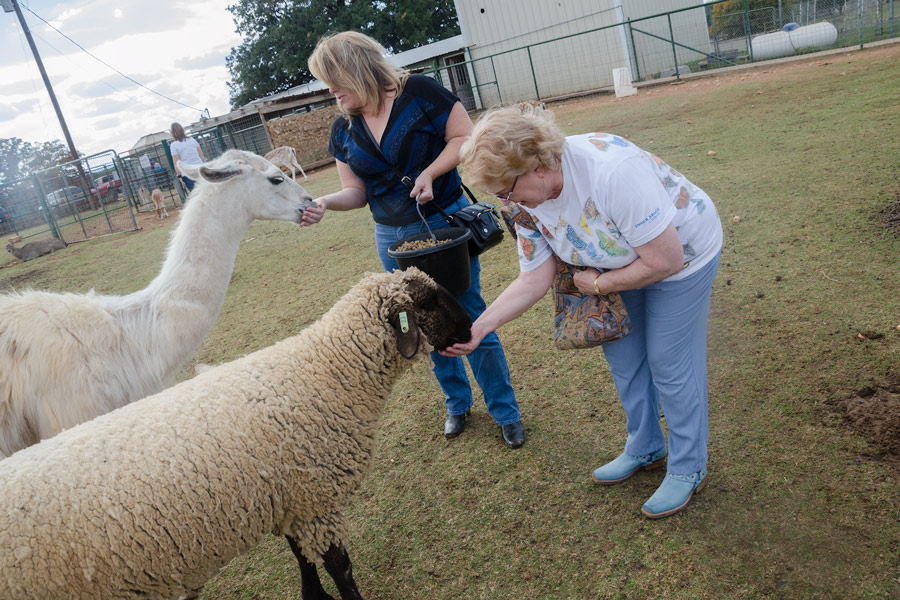 Mom and Melissa feeding sheep photo