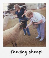 Feeding sheep!