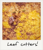 Leaf cutters!