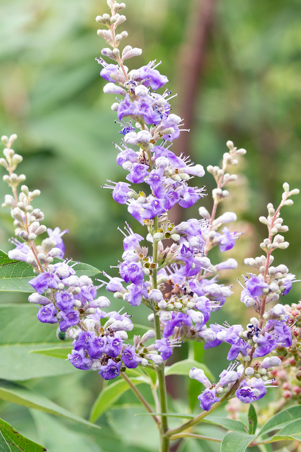 Purple flowers photo