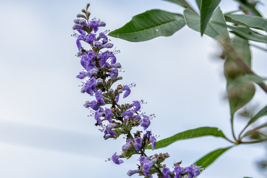 Purple flowers photo