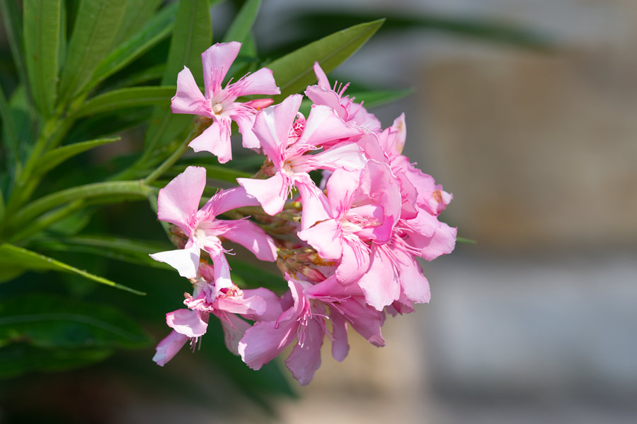 Pink flowers photo