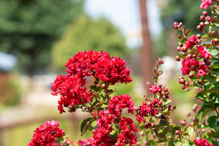 Red flowers photo