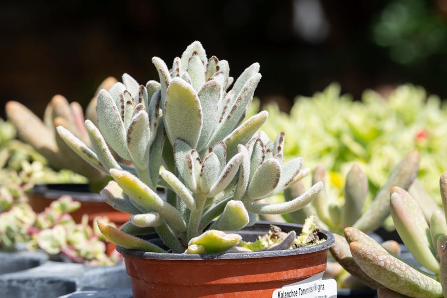 Cactus photo