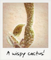 A wispy cactus!