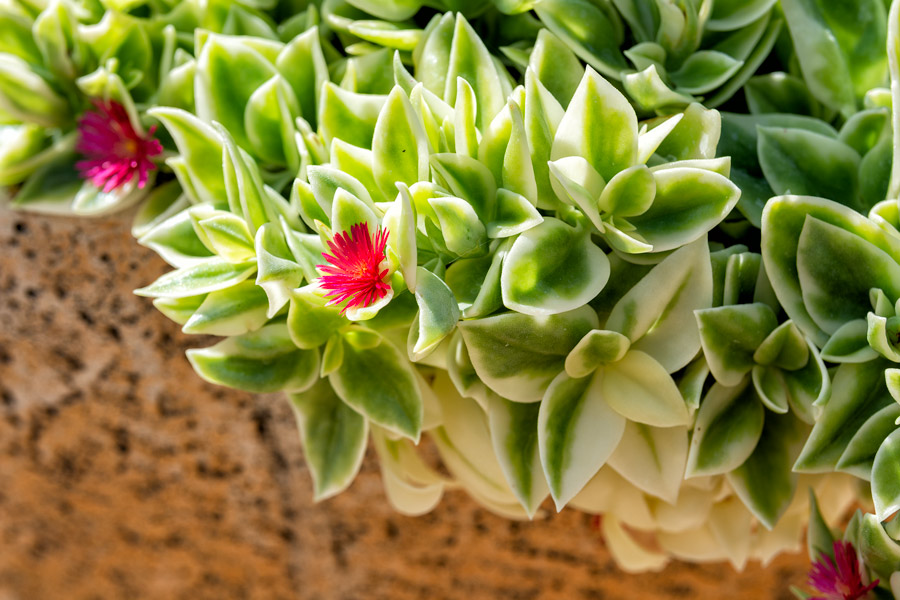 Red cactus flower photo