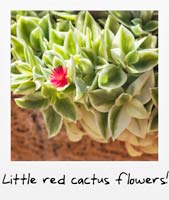 Little red cactus flower!