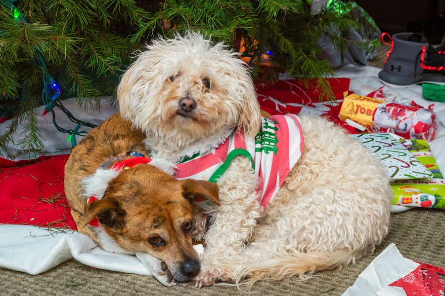 Christmas dogs photo