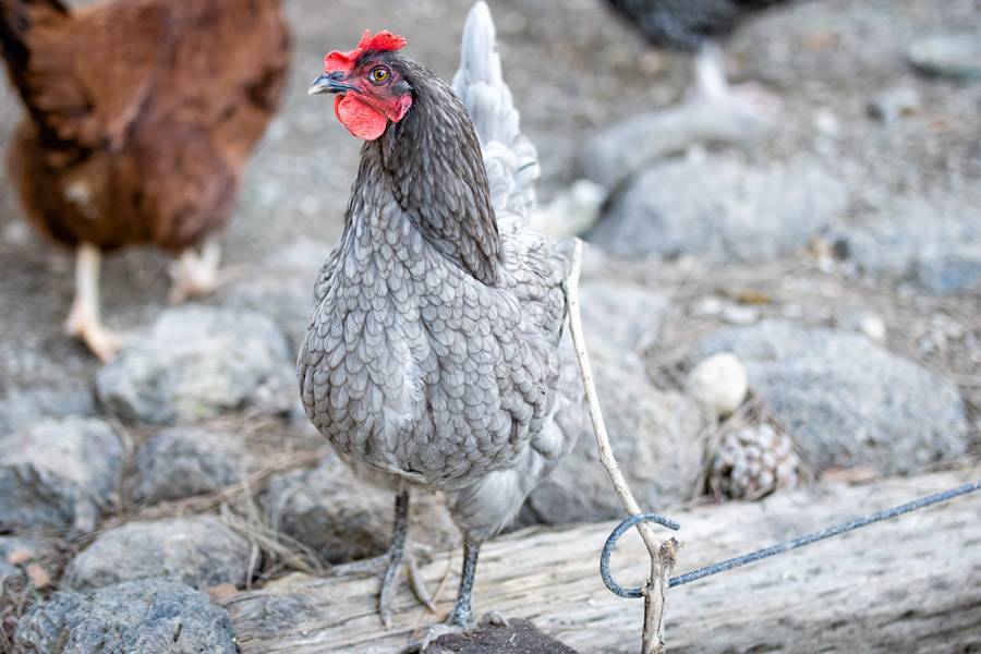 Jimi HENdrix chicken photo