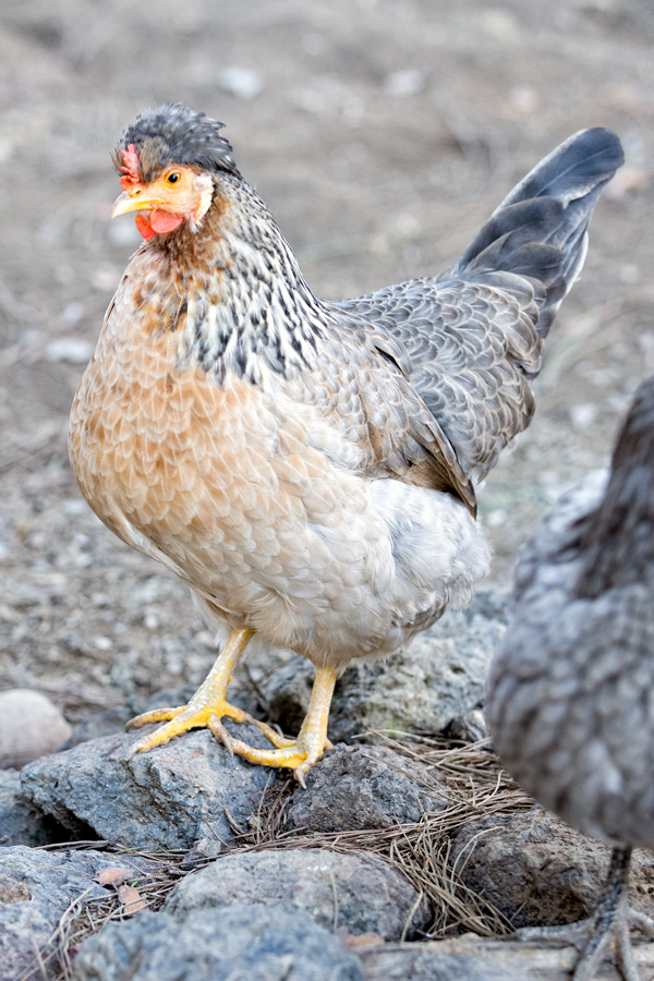 Whitney chicken photo