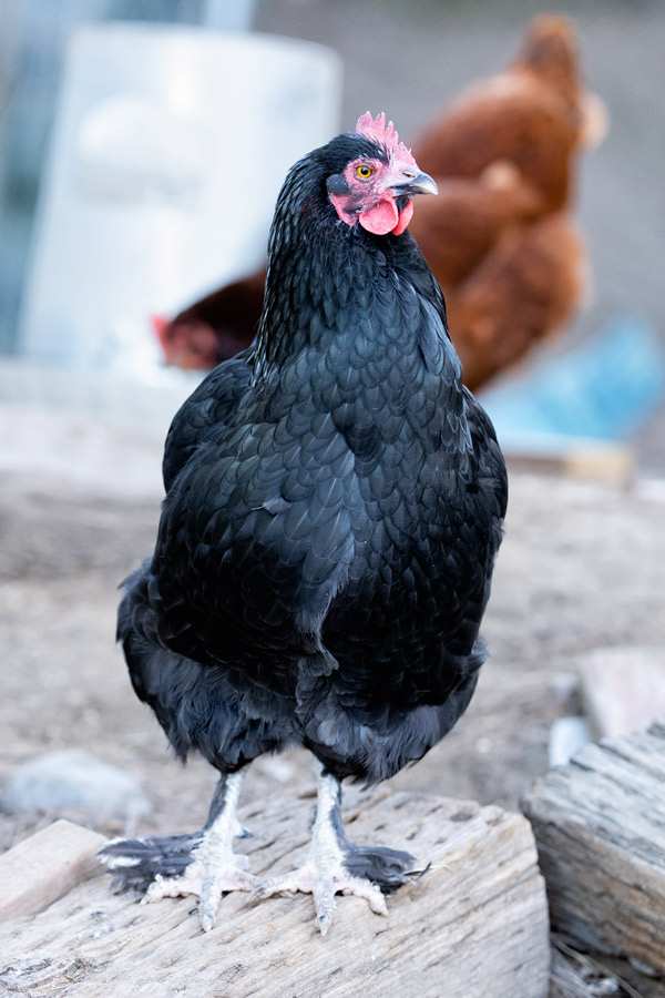 Aretha chicken photo