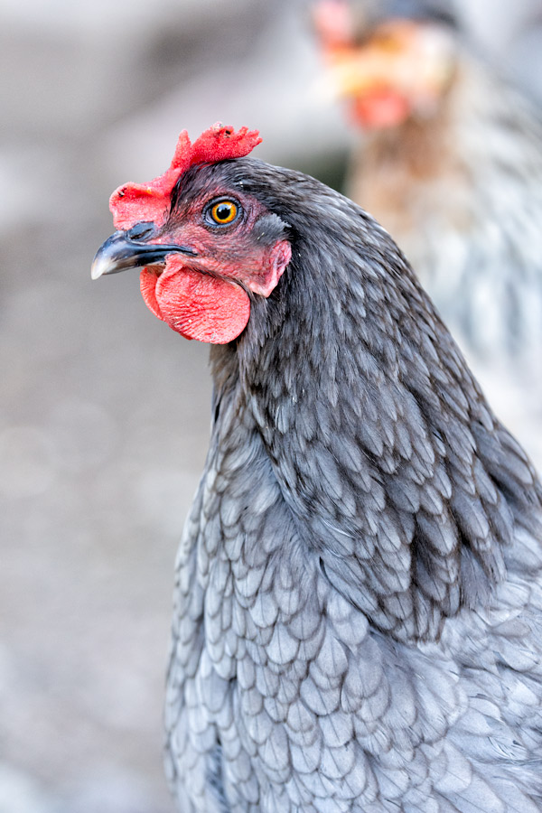 Jimi HENdrix chicken photo