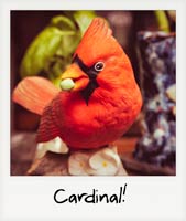 Cardinal!