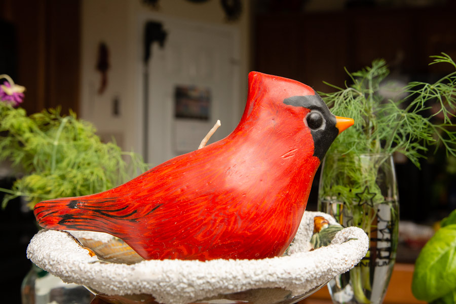 Cardinal photo