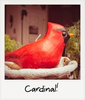 Cardinal!