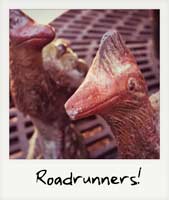 Roadrunners!