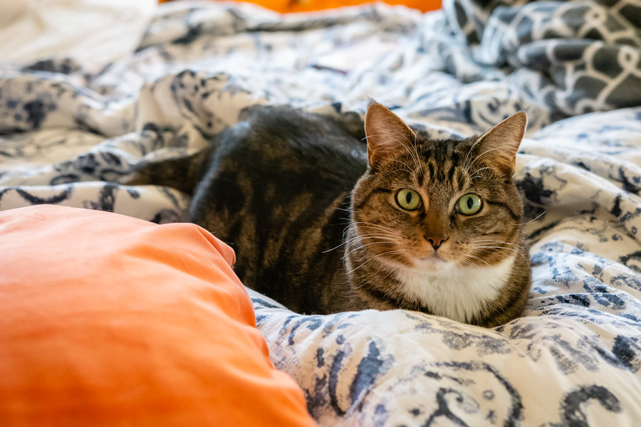 Nala photo