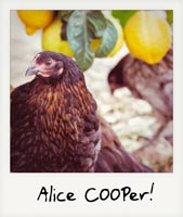 Alice COOPer!
