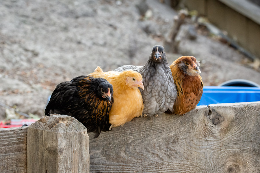 New chickens photo