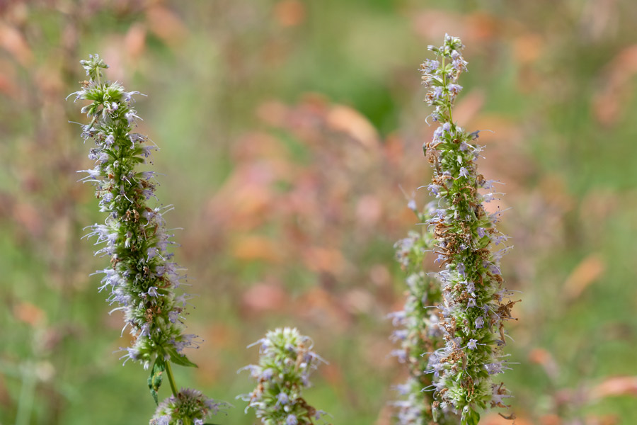 Purple flowers photo
