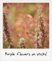 Purple flowers on sticks!