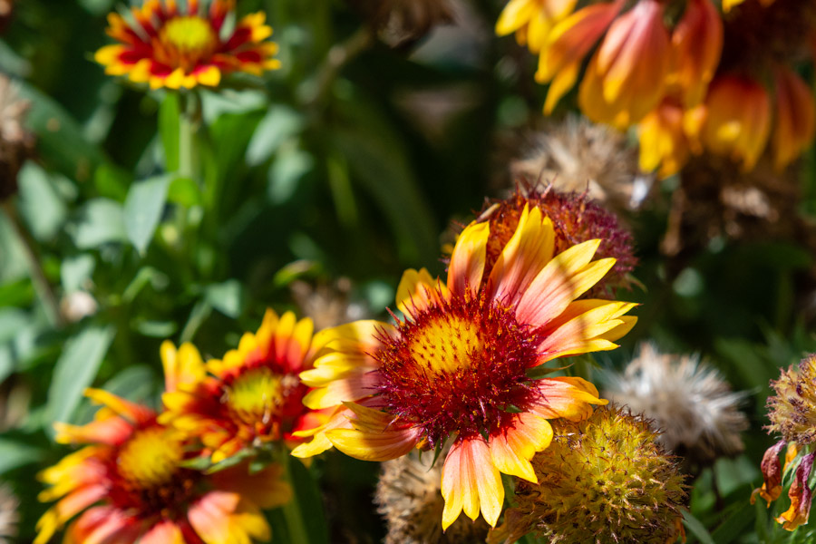 Red and yellow flowers photo