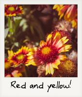 Red and yellow!