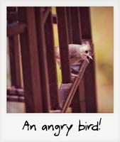 An angry bird!