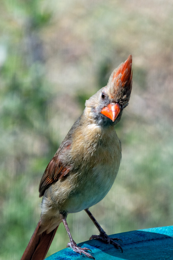 Cardinal photo