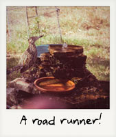 A road runner!