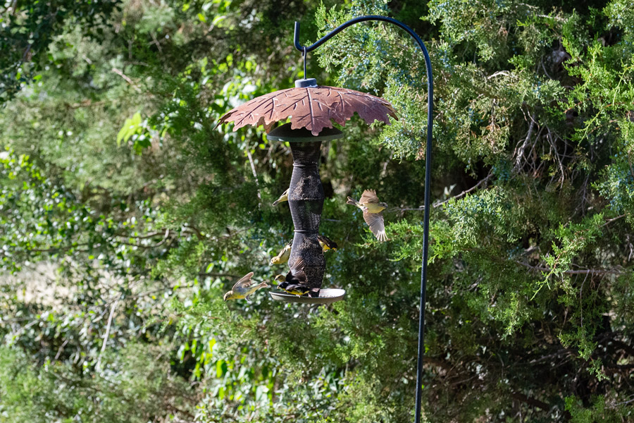 Yellow birds photo