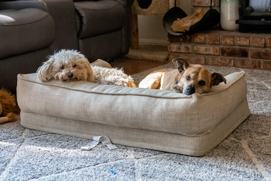 Lazy dogs photo