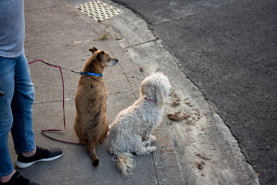 Dogs sitting photo