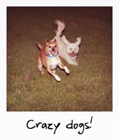 Crazy dogs!