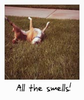 All the smells!