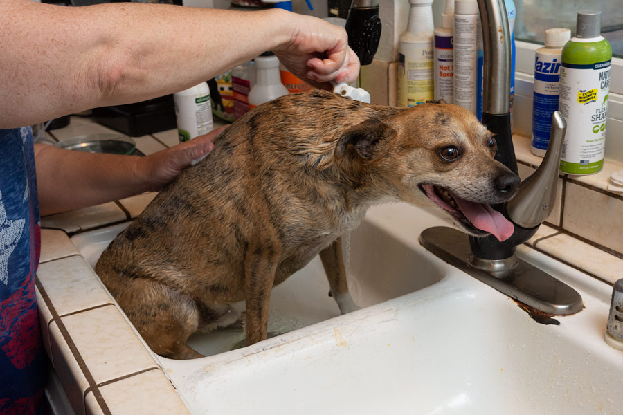 Dog bath photo