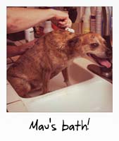 Mav's bath!