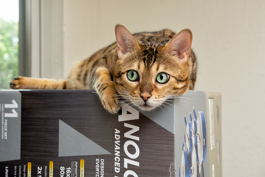 Cat on box photo