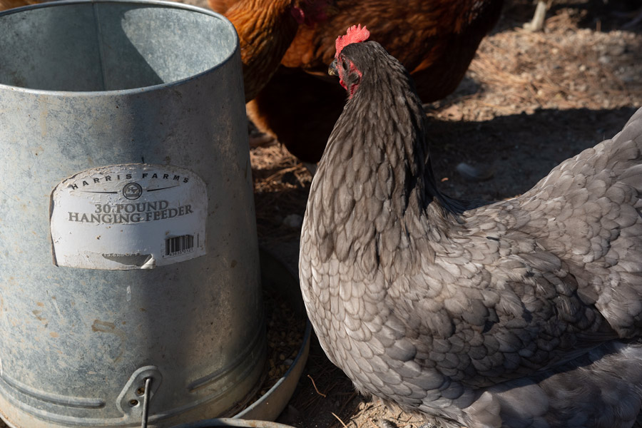 Chicken feeder photo