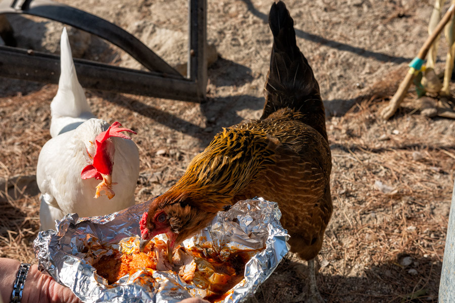 Chickens eating salmon photo