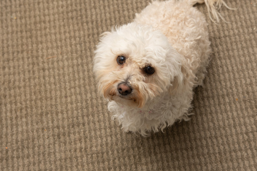 Little White Dog photo