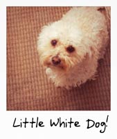 Little White Dog!