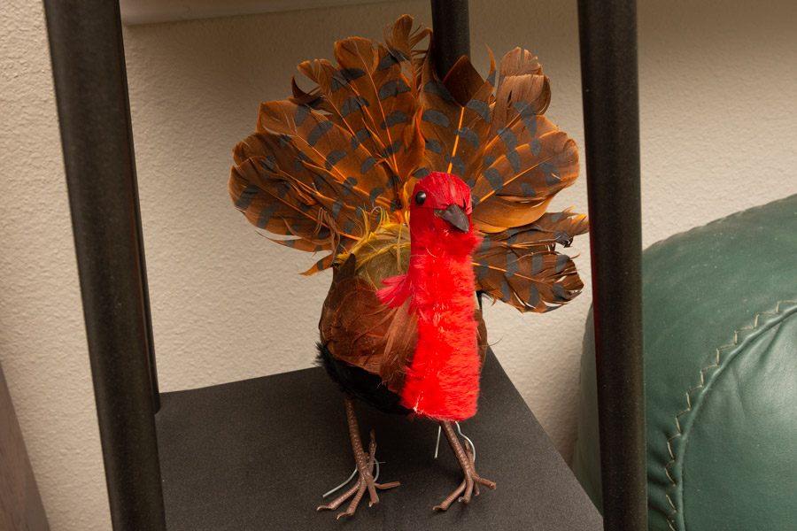 Thanksgiving turkey photo