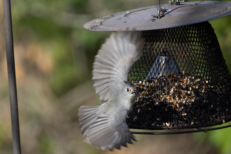 Cardinal flying photo