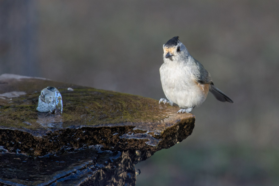 Tufted Titmouse photo